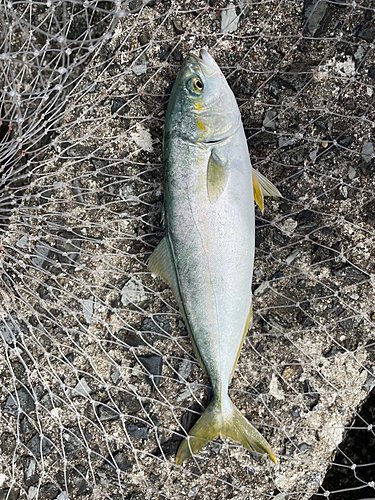 ヤズの釣果