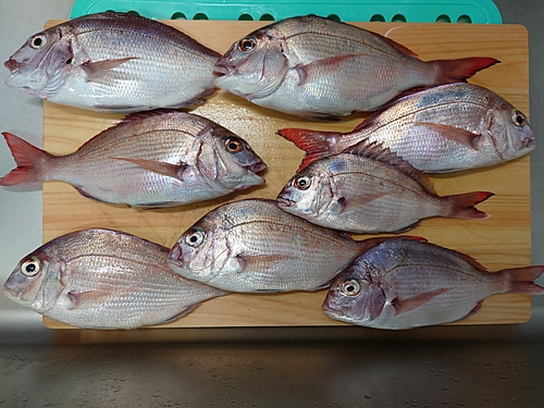 マダイの釣果