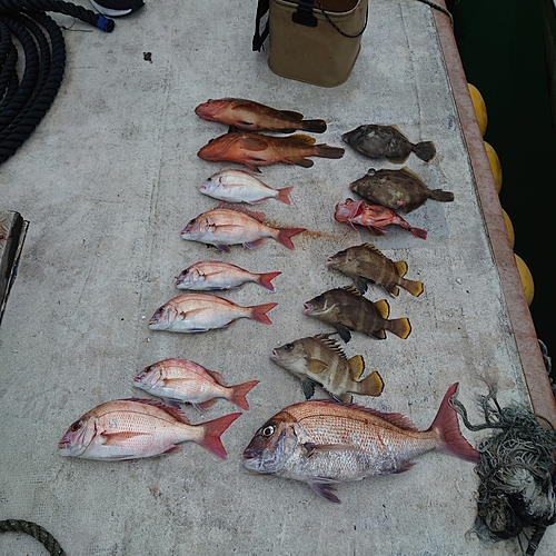 マダイの釣果