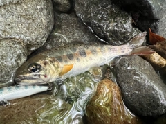 アマゴの釣果