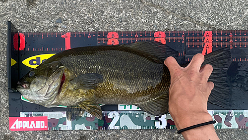 スモールマウスバスの釣果