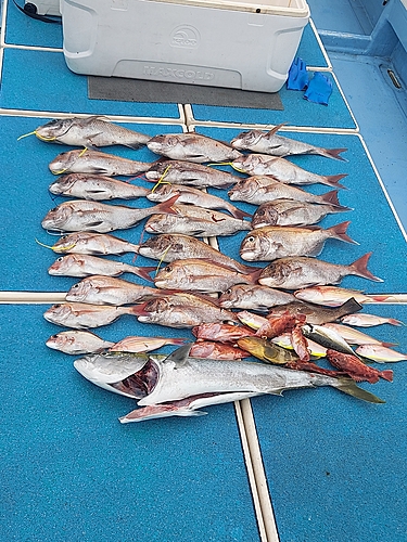 タイの釣果