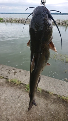 チャネルキャットフィッシュの釣果