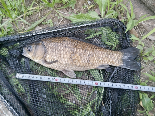 マブナの釣果