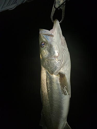 スズキの釣果