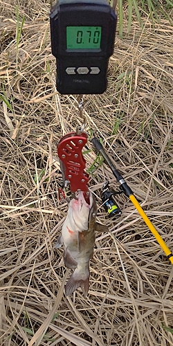 アメリカナマズの釣果