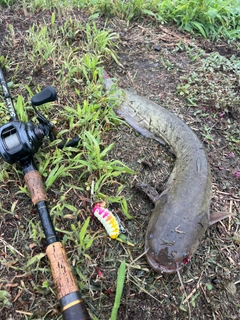 ナマズの釣果