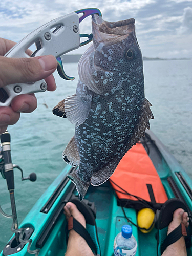 ツチホゼリの釣果