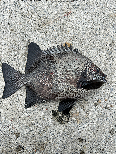 イシガキダイの釣果