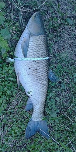 ソウギョの釣果