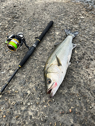 セイゴ（マルスズキ）の釣果