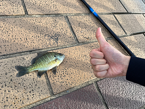 ブルーギルの釣果