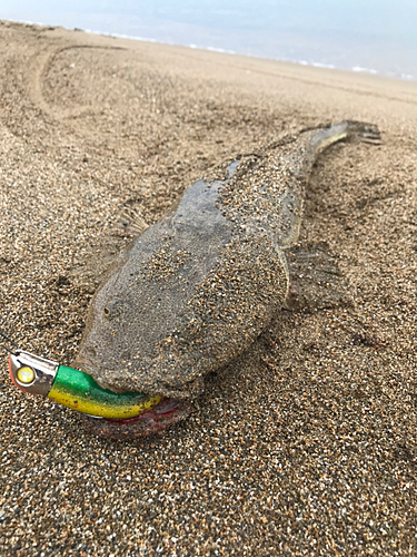 マゴチの釣果