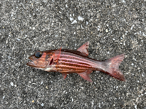 リュウキュウヤライイシモチの釣果