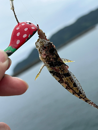 アナハゼの釣果