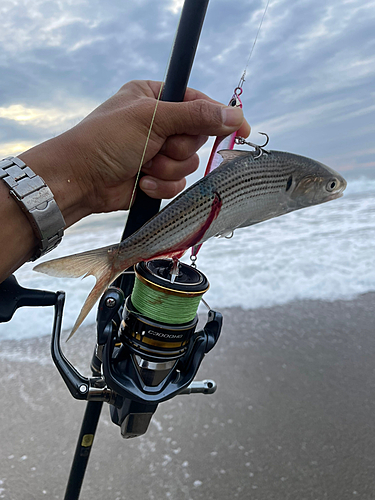 コノシロの釣果