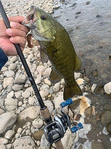 スモールマウスバスの釣果