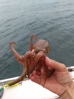 マダコの釣果