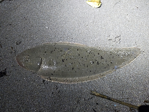 シタビラメの釣果