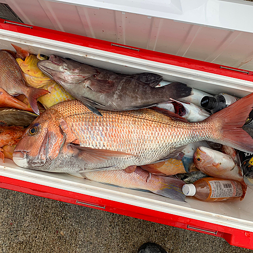 イトヨリダイの釣果