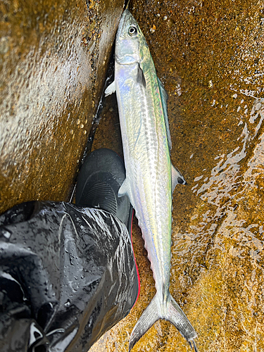 サゴシの釣果