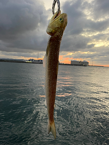 エソの釣果