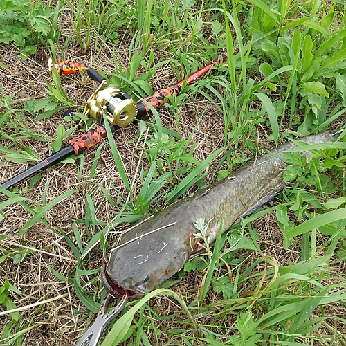 マナマズの釣果