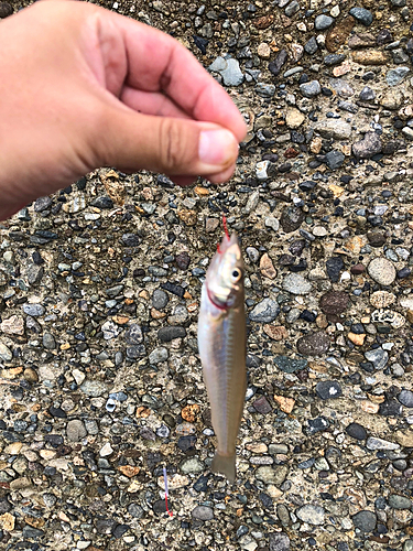 キスの釣果