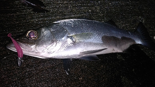 フッコ（ヒラスズキ）の釣果