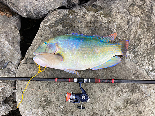 シロクラベラの釣果