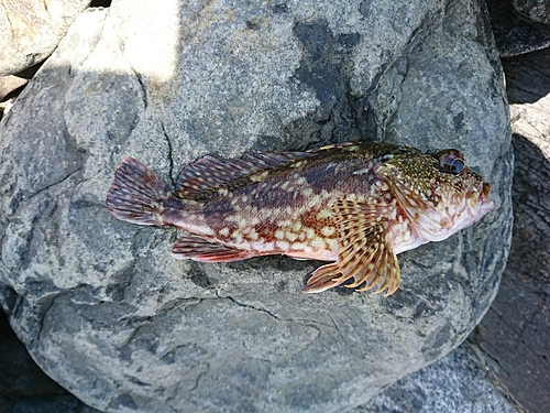 アラカブの釣果