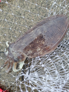 コウイカの釣果