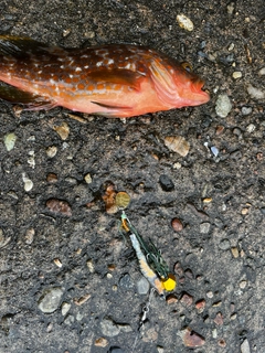 キジハタの釣果