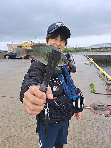 メジナの釣果