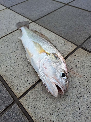 イシモチの釣果