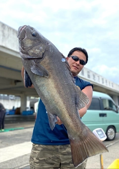 イシナギの釣果