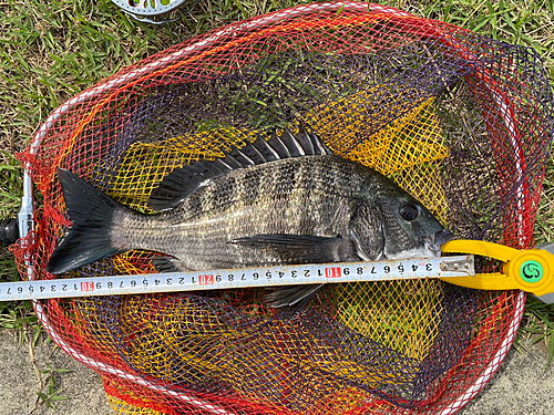 クロダイの釣果