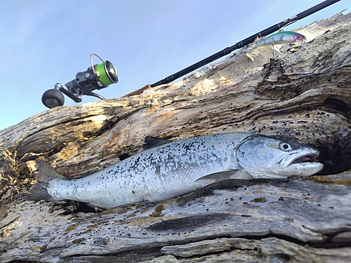 サクラマスの釣果