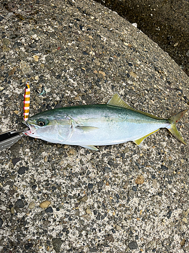 イナダの釣果