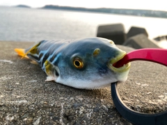 シマフグの釣果