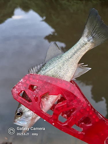 ラージマウスバスの釣果