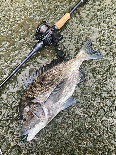 クロダイの釣果