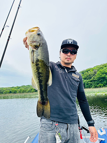 ブラックバスの釣果