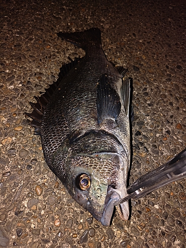 クロダイの釣果