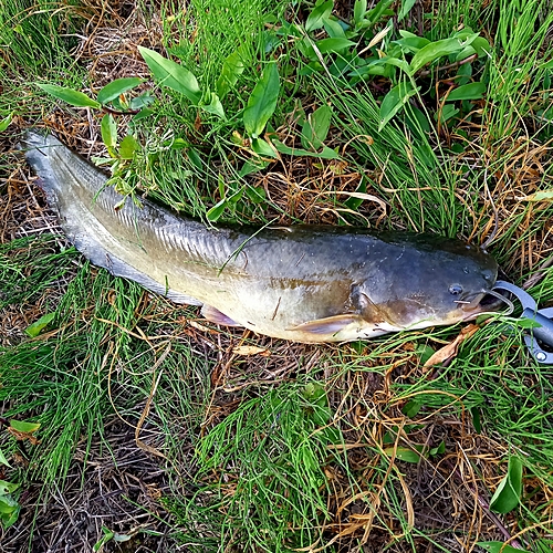 マナマズの釣果