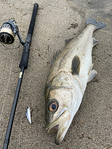 スズキの釣果