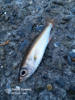 ムツの釣果