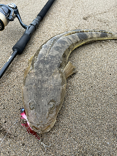 マゴチの釣果