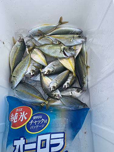 シマアジの釣果