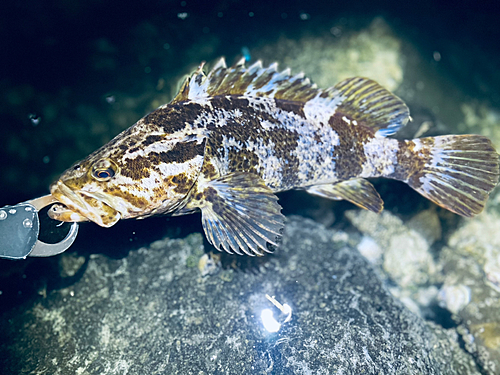 ベッコウゾイの釣果